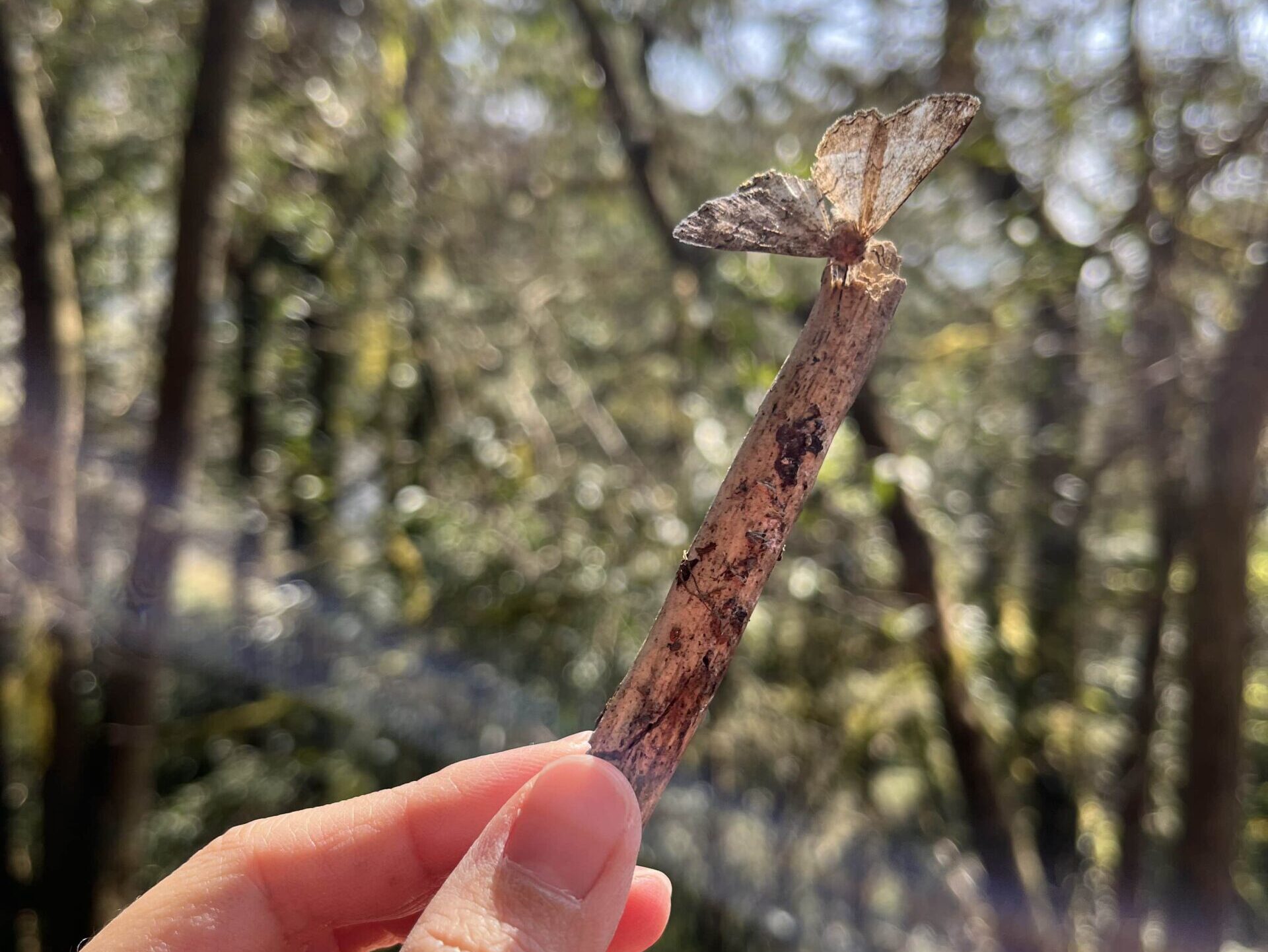 心林奇遇~森林裡的藝術靈感派對(山海民宿):圖片 11