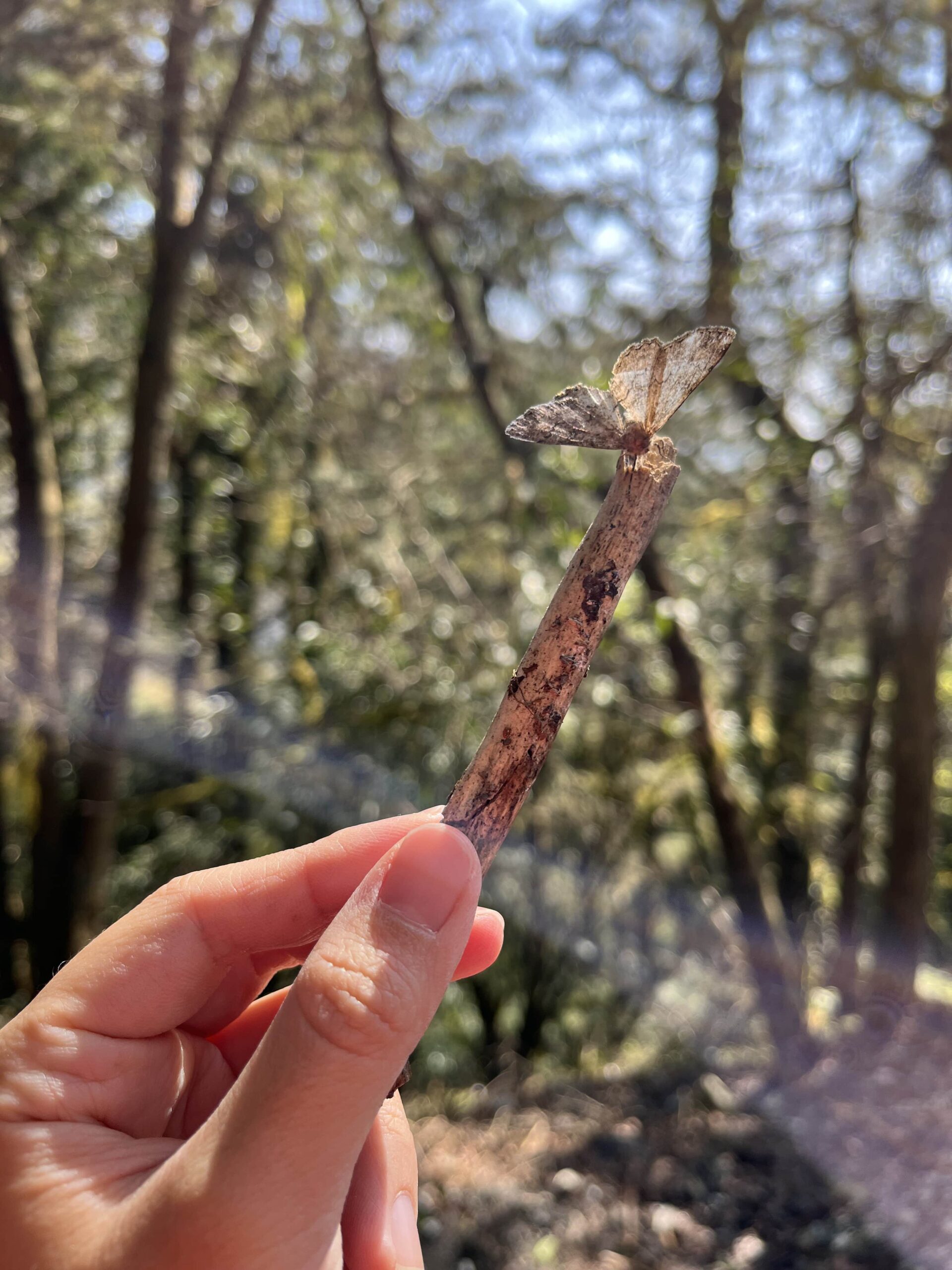 心林奇遇~森林裡的藝術靈感派對(山海民宿):圖片 12